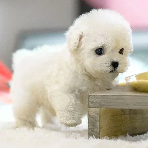 Soft Interactive Puppy Plush Toy With Texture