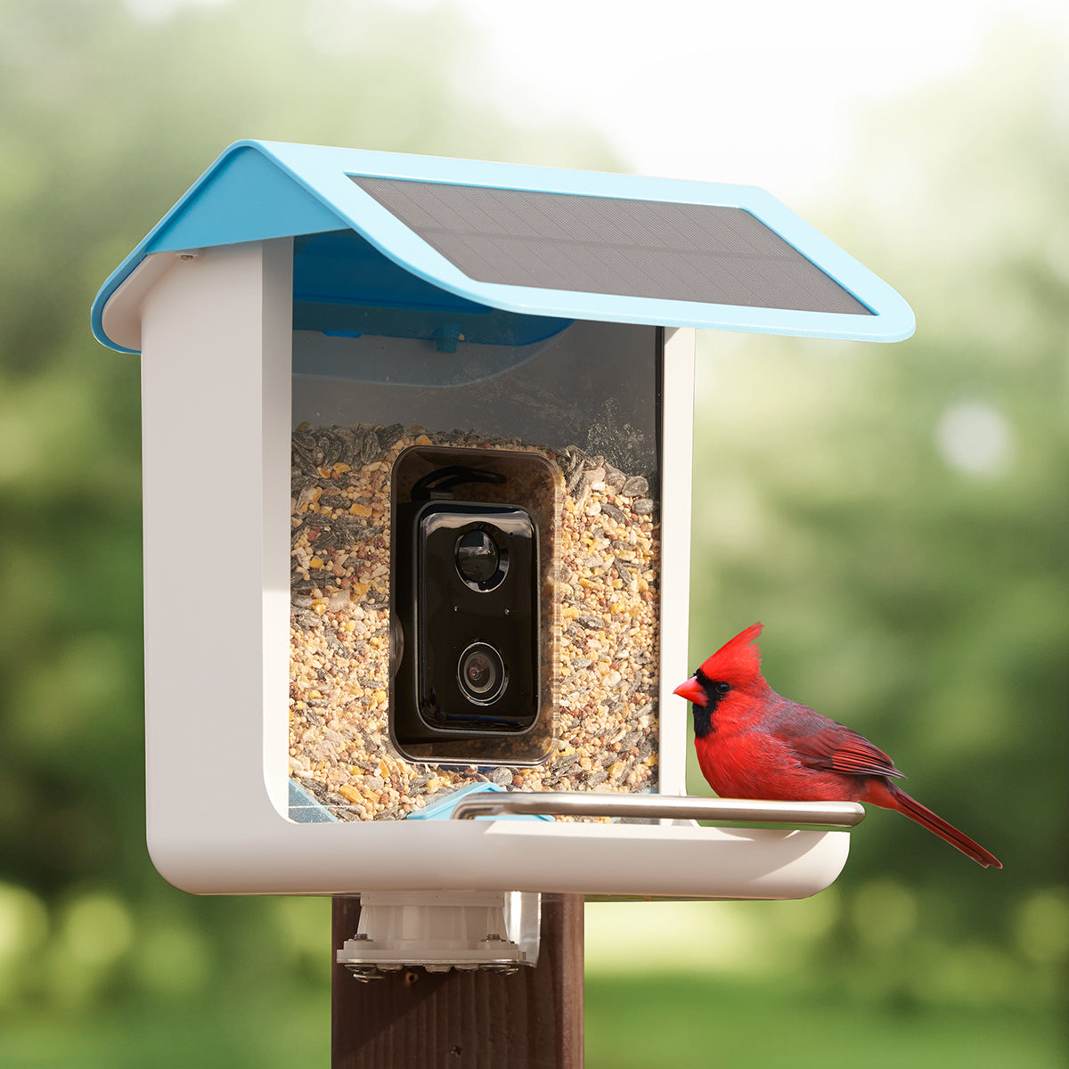 Outdoor Wi-Fi Bird Watching Camera Solar HD - OutfitLondon