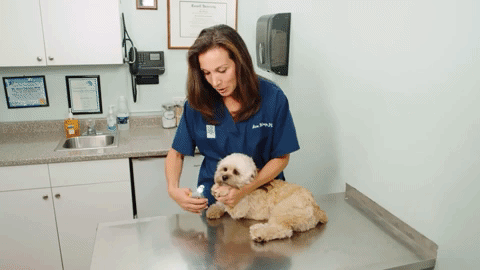 Easy Grip Pet Nail Trimmers with Safety Sensors