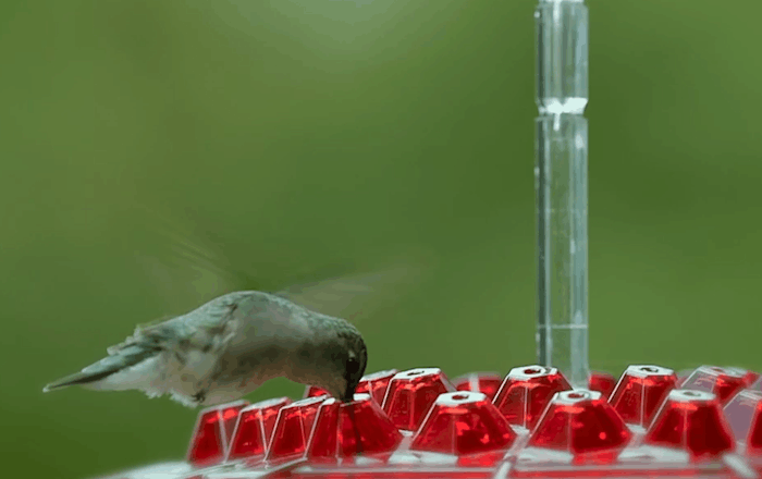 Easy Fill Bird Feeder With Built In Perch