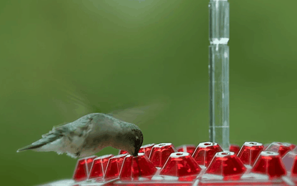 Easy Fill Bird Feeder With Built In Perch