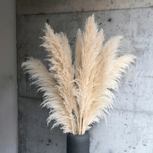 Beautiful Dry Pampas Grass for Home Decor