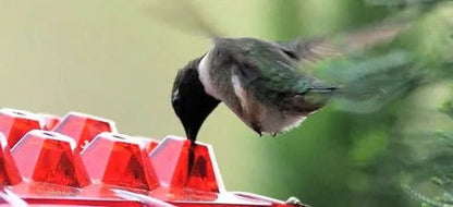 Easy Fill Bird Feeder With Built In Perch