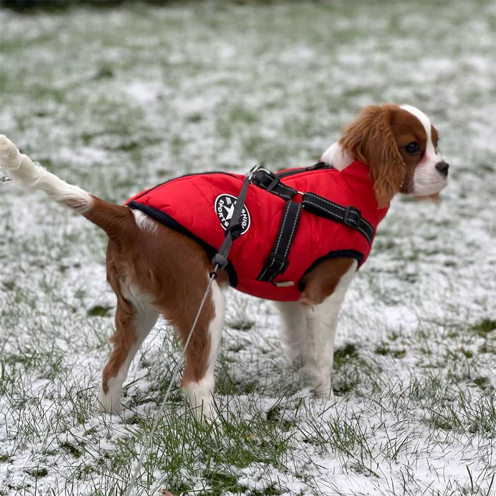 Warm Winter Dog Coat - Waterproof Fleece Dog Coat