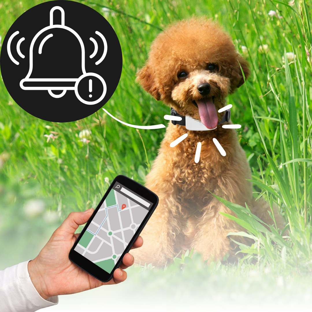 Smart Dog Tracker Collar - OutfitLondon