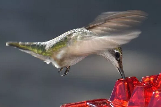 Easy Fill Bird Feeder With Built In Perch