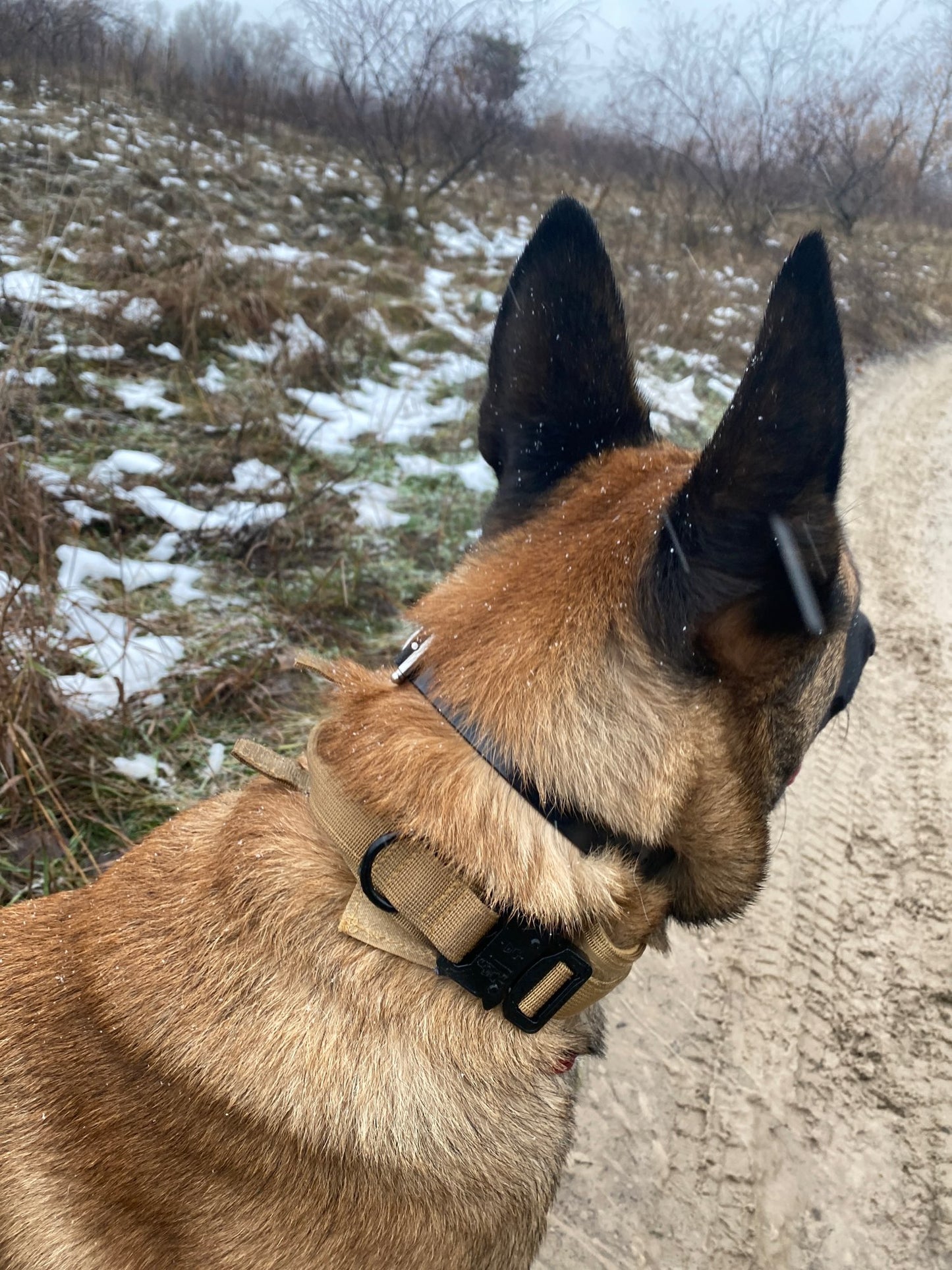 Tactical Dog Collar Military Adjustable Nylon