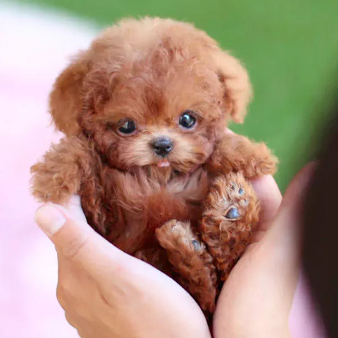 Soft Interactive Puppy Plush Toy With Texture - OutfitLondon