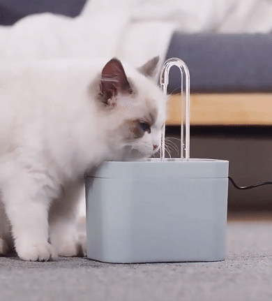 Filtered Water Fountain for Cats