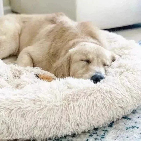 Calming Dog Bed - Comfy Dount Cat And Dog Bed & Anti Anxiety Pet Bed