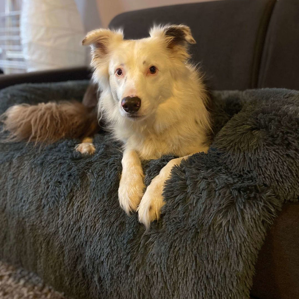 Calming Furniture Protector for Dogs