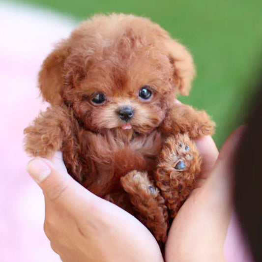 Interactive Pet Toy with Lifelike Sounds Action - OutfitLondon