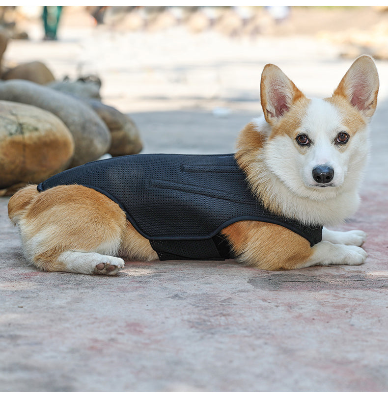 Dog Back Brace Flexible Comfortable Dog Back Protector For Old Dogs Disabled