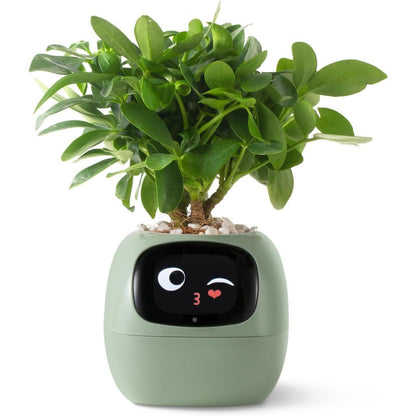 Wi-Fi Automated Home Planter with Voice Control