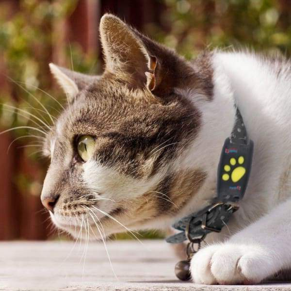Rastreador GPS para Cães Portátil e Sem Taxas Mensais - OutfitLondon